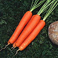Морковь Мускат (2 гр.)