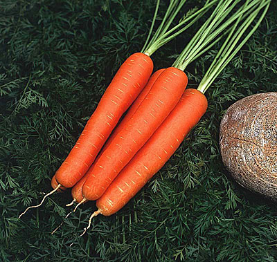 Морковь Мускат (2 гр.)