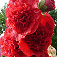 Цветок Шток-роза Алая (0,1 гр.)