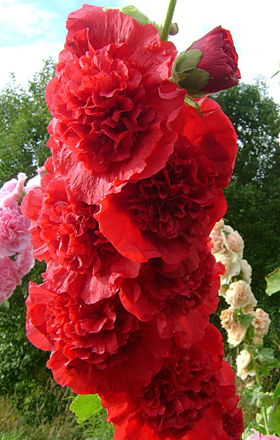 Цветок Шток-роза Алая (0,1 гр.)