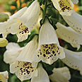 Цветок Наперстянка Белый Гигант (0,1 гр.)