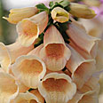 Цветок Наперстянка Абрикосовая Красавица (0,1 гр.)