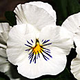 Цветок Фиалка Совершенство Белая (0,1 гр.)