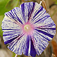 Цветок Ипомея Карнавал в Венеции синий (0,5 гр.)