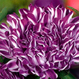 Цветок Астра низкорослая Контрастер Виолет (0,1 гр.)