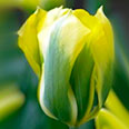 Тюльпан зеленоцветный Формоза (в упаковке 10 луковиц)