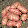 Семенной картофель "Ред Скарлет" (3 кг) (Элита)