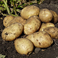 Семенной картофель "Удача" (3 кг) (Элита)