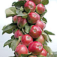 Яблоня колонновидная Джин (осенний сорт)