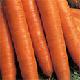 Морковь Рогнеда (2 гр.)