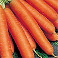 Морковь Тушон (2 гр.)
