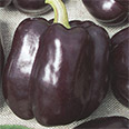 Перец Пурпурный колокол (сладкий) 0,25 гр.