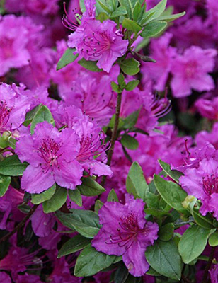 Азалия японская Кёнигштайн (цветки пурпурно-фиолетовые)