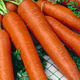 Дражированные семена - морковь Берликум Роял (300 шт.)