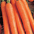 Дражированные семена - морковь Витаминная 6 (300 шт.)