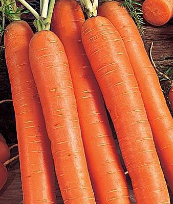 Дражированные семена - морковь Витаминная 6 (300 шт.)