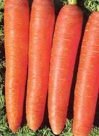 Дражированные семена - Морковь Королева Осени (300 шт.)