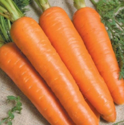 Морковь Форто (2 гр.)