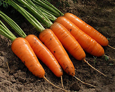 Дражированные семена - Морковь Шантенэ Роял (300 шт.)