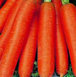 Семена на ленте - Морковь Бейби F1 (8 м.)