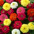 Цветок Цинния изящная Белиссимо (0,4 гр.)