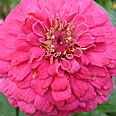 Цветок Цинния георгиноцветковая Волшебная роза (0,4 гр.)