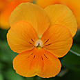 Цветок Фиалка рогатая Совершенство оранжевая (0,1 гр.)