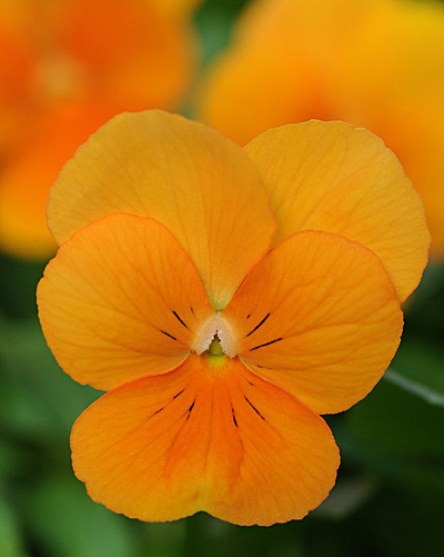 Цветок Фиалка рогатая Совершенство оранжевая (0,1 гр.)