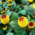 Цветок Спилантес Бэмби (0,05 гр.)