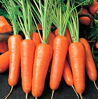 Морковь Тёща F1 (0,5 гр.)