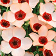 Цветок Лён Буги-Вуги (крупноцветковый) 0,1 гр.