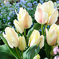 Тюльпан многоцветковый Альбион Стар (в упаковке 10 луковиц)