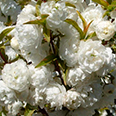 Сакура (вишня декоративная) Альба Плена