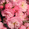 Сакура (вишня декоративная) Розеа Плена