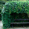 Лиана Декоративный виноград пятилисточковый