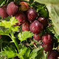 Крыжовник Сливовый (среднеранний, с шипами)