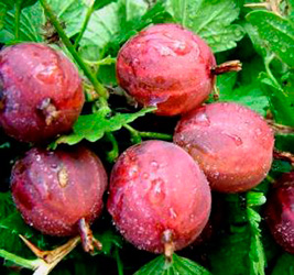 Крыжовник Юбиляр (ранний, слабошипный)