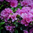 Азалия японская Гейша Пепл (цветки фиолетовые)