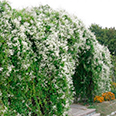 Горец Ауберта (цветки зеленовато-белые, лиана до 20 м)
