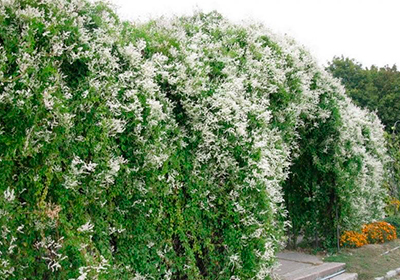 Горец Ауберта (цветки зеленовато-белые, лиана до 20 м)