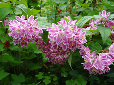 Дейция великолепная Турбилон Руж (цветки ярко-розовые)