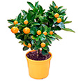 Цитрус Каламондин (плоды оранжевые)