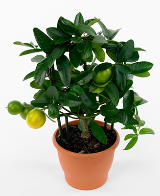 Цитрус Лимонелла (Лаймкват) плоды зеленовато-жёлтые