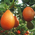 Цитрус Оранжекват (плоды оранжевые)