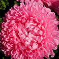 Цветок Астра Розовый ковёр (низкорослая) 0,2 гр.