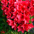 Азалия японская Арабеск (цветки карминно-красные)