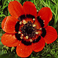 Цветок Адонис летний красный (0,3 гр.)