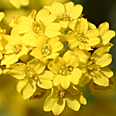 Цветок Алиссум Горное Золото (0,3 гр.)