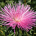 Цветок Астра Краля (игольчатая, розовая) 0,2 гр.