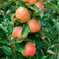 Яблоня колонновидная Валюта (зимний сорт)